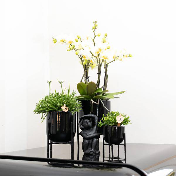 Ornament Sitzender Affe – Schwarz – Dekofigur aus Polystone – 13cm hoch – Handgefertigte Skulptur – Für Zimmerpflanzen & Interieur – Dekoration Wohnzimmer
