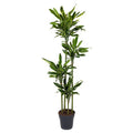 Drachenbaum – Dracaena Golden Coast 170cm – Ø27cm – Exotische Zimmerpflanze mit grünen und goldenen Blättern – Pflegeleichte Grünpflanze für Büro, Wohnzimmer & Wintergarten
