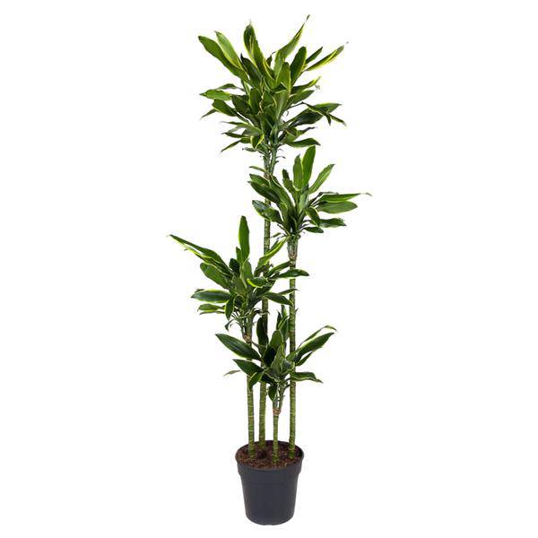 Drachenbaum – Dracaena Golden Coast 170cm – Ø27cm – Exotische Zimmerpflanze mit grünen und goldenen Blättern – Pflegeleichte Grünpflanze für Büro, Wohnzimmer & Wintergarten