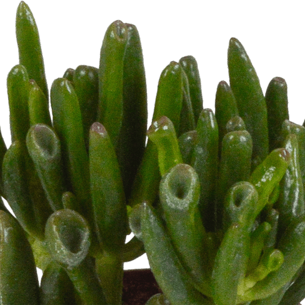 Crassula Mix – 3 Houseplants – Ø8.5cm – Succulent Mix in Various Shapes & Colors – Easy to Care for & Decorative