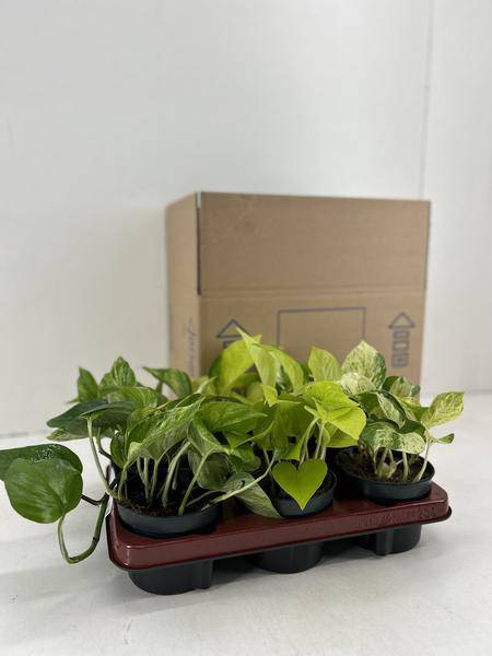 Efeutute – Epipremnum Mix – 6 Pflanzen – Ø12cm – Höhe ca. 15cm – Pflegeleichte Zimmerpflanzen – Rank- & Hängepflanzen mit unterschiedlichen Blattmustern